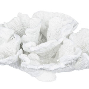 Korall bred poly vit